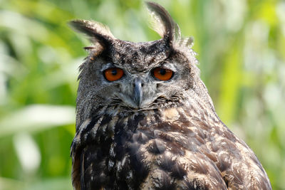 Close-up portrait of a owl
