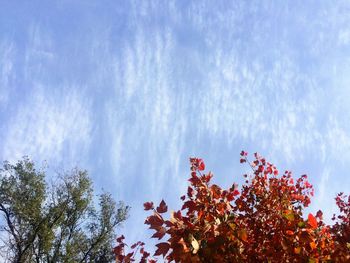 Low angle view of trees against sky