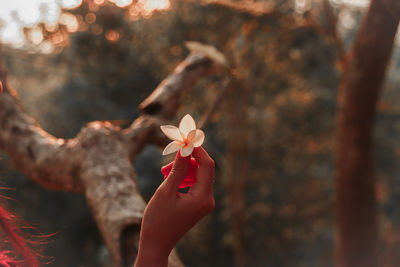 Midsection of person holding red flowering plant