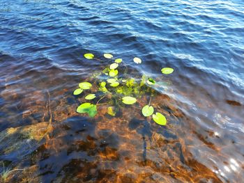 High angle view of leaves floating on water