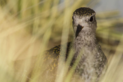 Close-up portrait of a bird