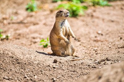 Prairie dog keeps watch in his territory