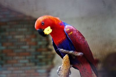 Close-up of parrot perching on wall