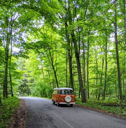 Car on road amidst trees in forest