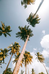 Low angle view of palm tree against sky