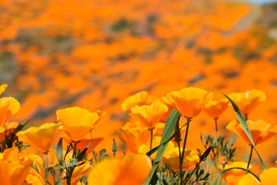 Close-up of yellow flowering plants on field