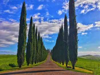 Panoramic shot of road amidst trees on field against sky