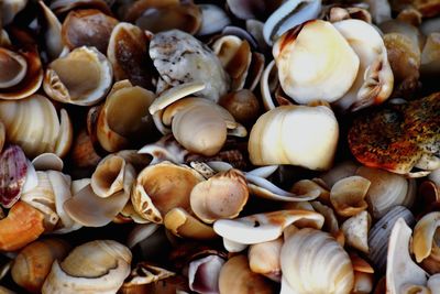 Full frame shot of shells