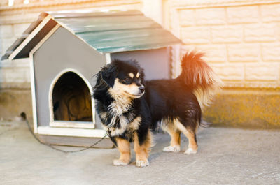 Cute happy black dog near his house on a sunny day. dog booth, house for an animal