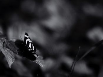 Close-up of insect on leaf