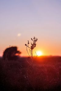 Silhouette of plant at sunset