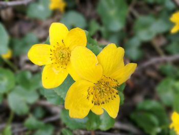 Close-up of yellow flower blooming outdoors