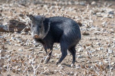 Side view of an animal on field