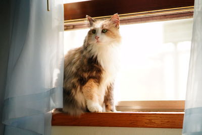 Cat looking away while sitting on window at home