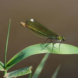 Close-up of grasshopper