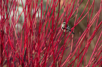 Low angle view of bird perching on red leaves