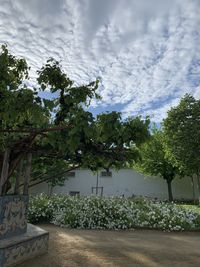 Trees growing on field against sky