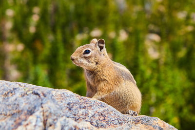 Close-up of squirrel on rock