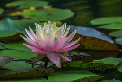 water lily