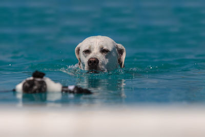 Portrait of dog swimming in pool