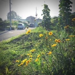 Yellow flowers on road