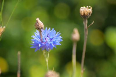 Close-up of insect on purple flowering plant