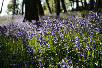 Purple flowers blooming in field