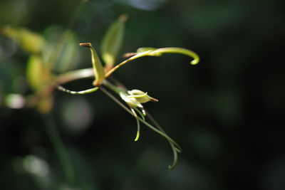 Close-up of flowering plant