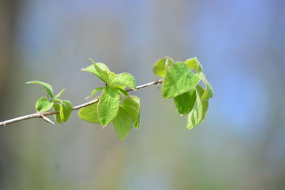 Close-up of green leaves on twig