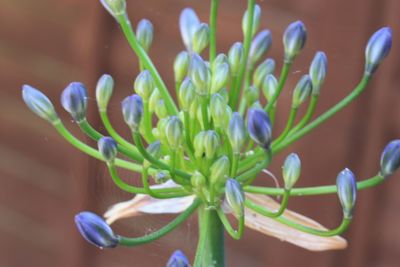 Close-up of purple flowering plant