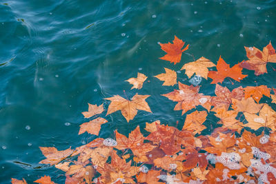 High angle view of maple leaves floating on lake