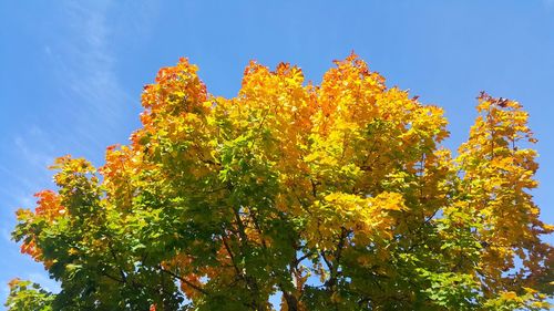 Low angle view of yellow tree against sky