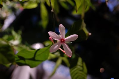 Close-up of frangipani blooming outdoors