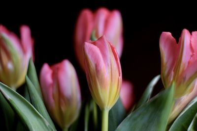 Close-up of pink tulips