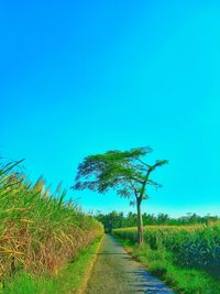 Walkway amidst trees on field against clear blue sky