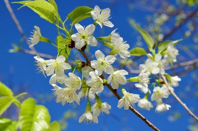 Low angle view of white flowers blooming against blue sky