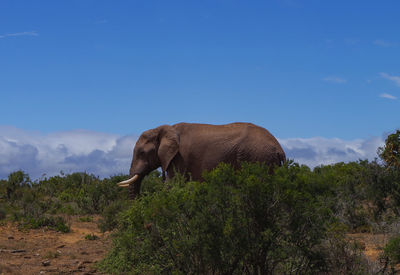 View of elephant on field against sky