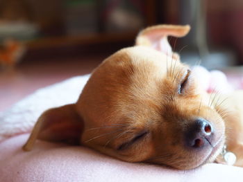 Close-up of a dog resting at home