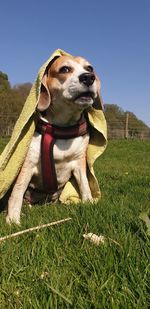 Dog looking away on field