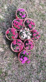 High angle view of pink flowers on plant