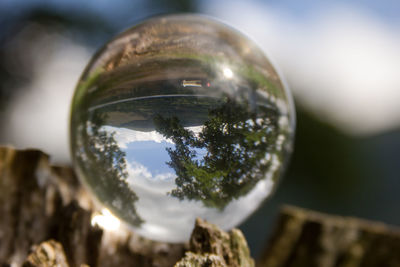 Reflection of trees in water