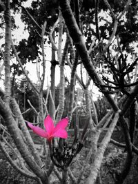 Close-up of pink flower against trees