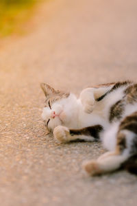 High angle view of cat sleeping on footpath