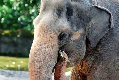 Close-up of elephant in zoo