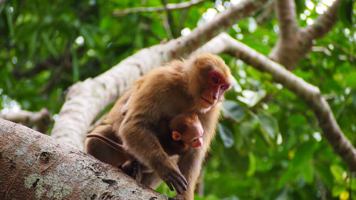 Close-up of monkey on tree