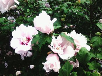 Close-up of pink flower