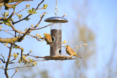 Low angle view of bird perching on branch against sky