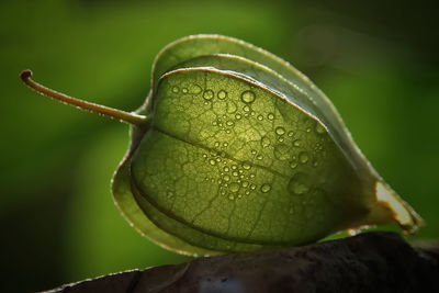 Close-up of water drop on leaf