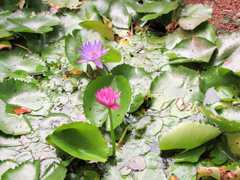 Close-up of fresh water lily blooming on plant