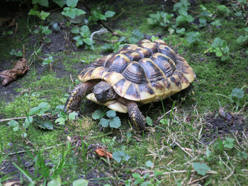 A turtle going byon the grass in the garden of a cloister